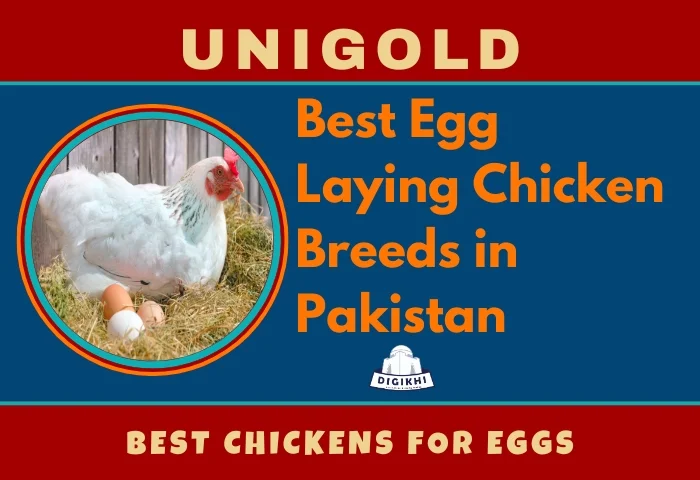 Egg Laying Chicken Breeds in Pakistan.
